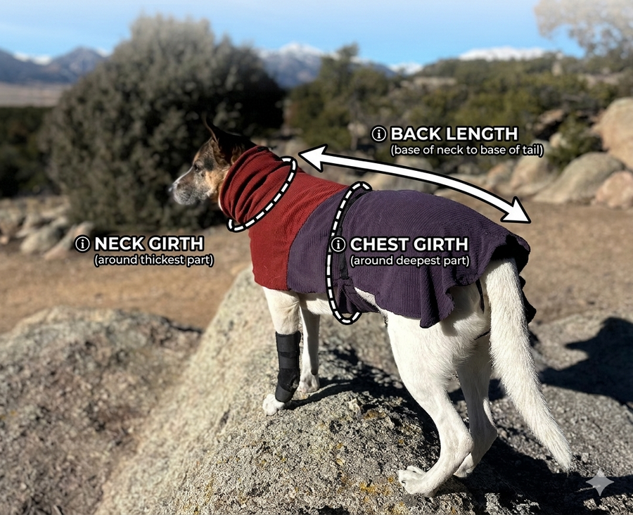 How to Measure Your Dog for a Jacket