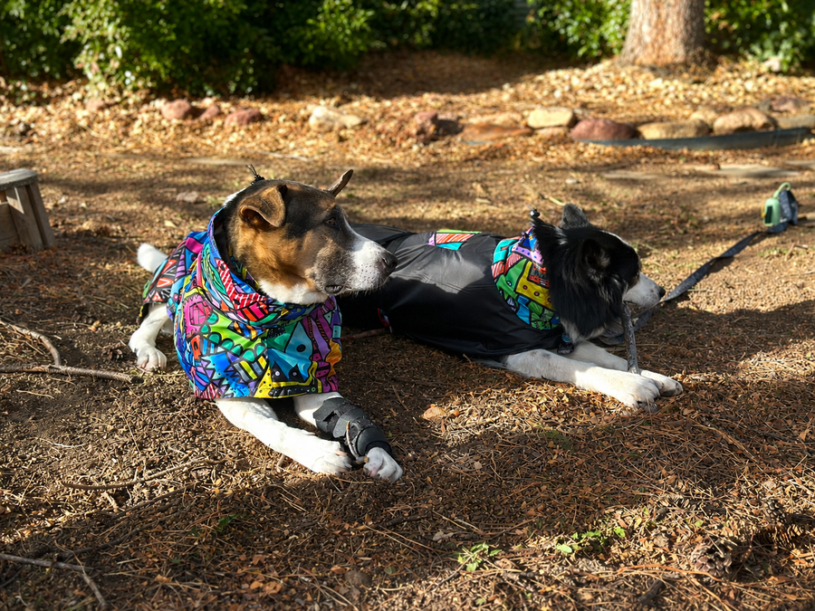 Recycled Fabrics in Dog Gear: What's Real, What's Marketing