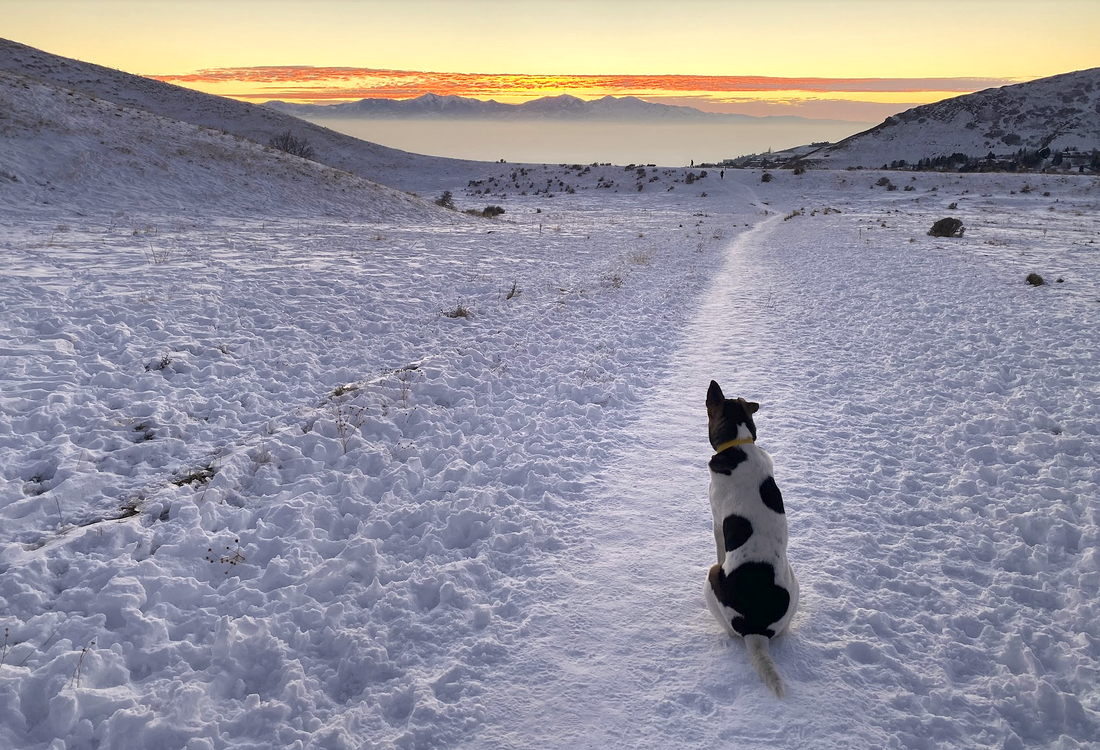 Comparing Technical Outerwear for Dogs: Sundial, Ruffwear, Hurtta, and Non-stop
