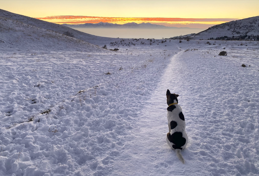 Comparing Technical Outerwear for Dogs: Sundial, Ruffwear, Hurtta, and Non-stop