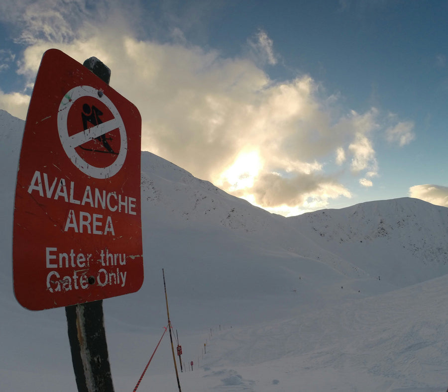 What It Takes to Become an Avalanche Dog: At Least Two Seasons of Training