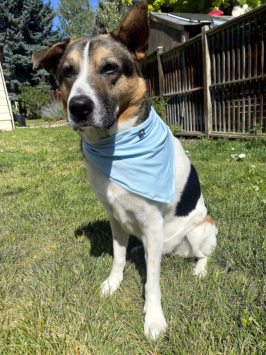 How to Keep Your Dog Cool on Summer Trails