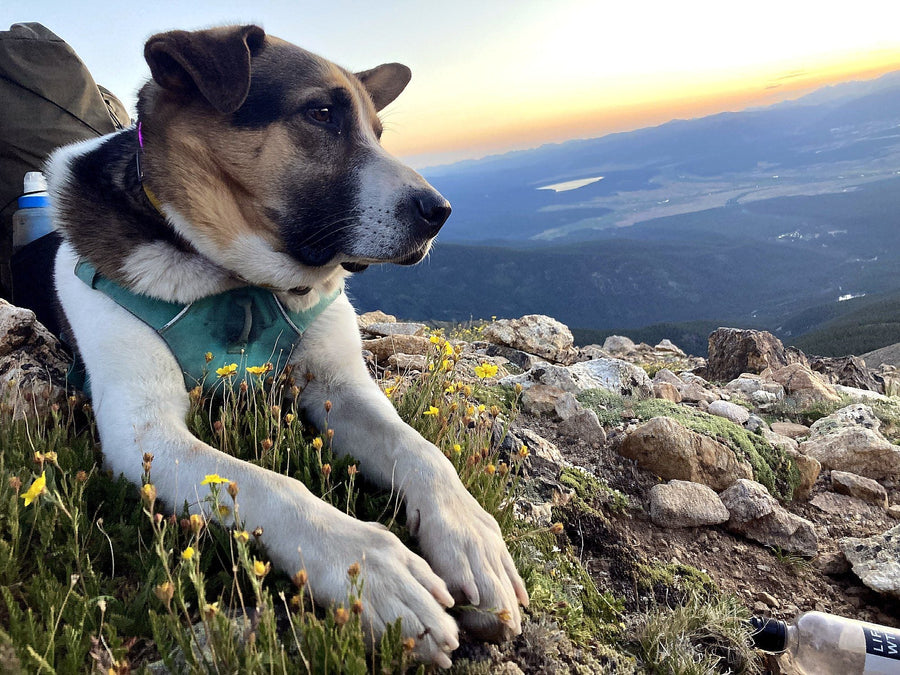 dog overlooking sunset mountain scene
