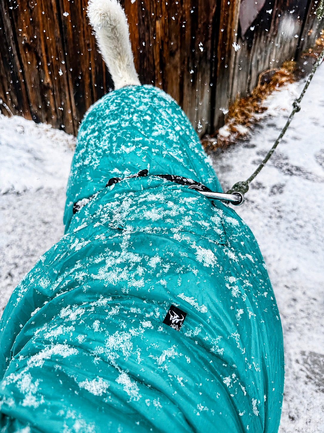 What Is DWR? Durable Water Repellent Explained for Dog Gear
