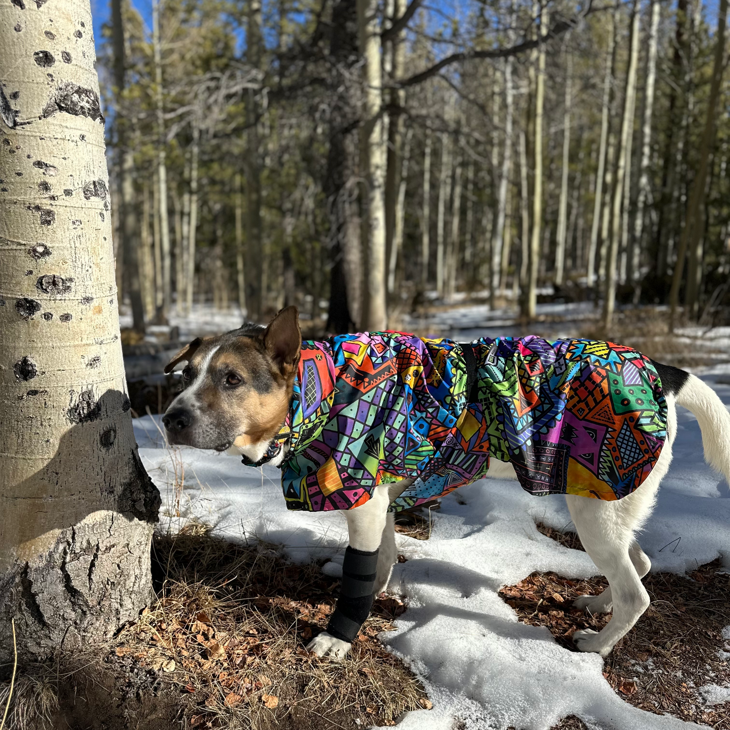 dog gear softshell top Traverse Shell | Ultralight Dog Shell