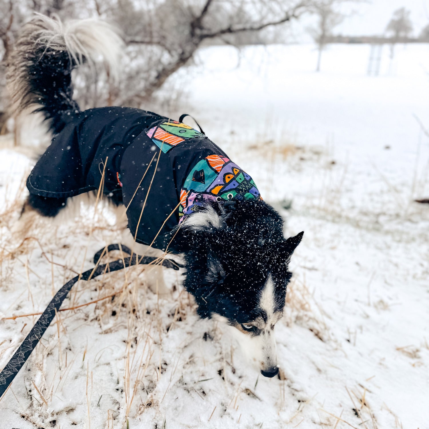 dog gear softshell top Traverse Shell | Ultralight Dog Shell